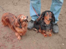 Dackelrennen Antje und Henry.JPG